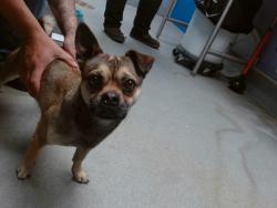Shelter Stray Male Dog last seen Near BLOCK SUNSET GARDENS RD SW, Albuquerque, NM 87121