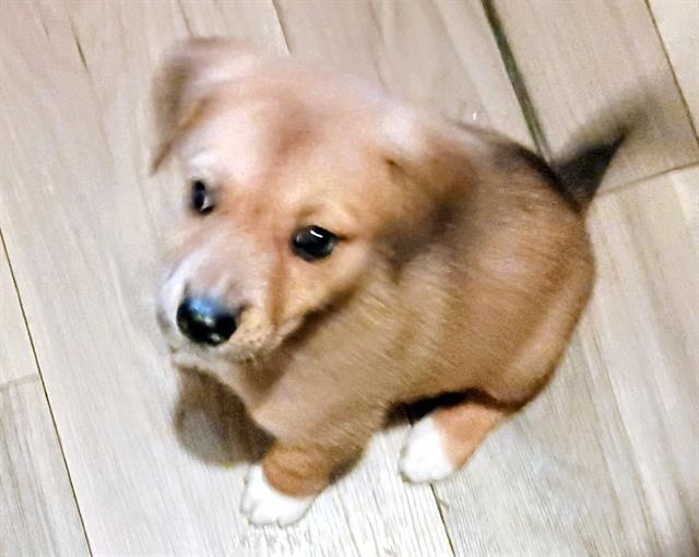 Shelter Stray Female Dog last seen MONTANA, San Antonio, TX 78227