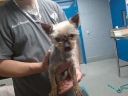Shelter Stray Female Dog last seen Near BLOCK CRISTALINO SW, Albuquerque, NM 87121