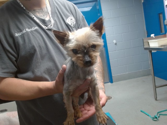 Shelter Stray Female Dog last seen Near BLOCK CRISTALINO SW, Albuquerque, NM 87121