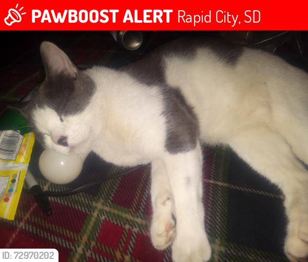 Lost Male Cat last seen Pleasant Hill Village , Rapid City, SD 57701