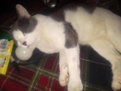 Lost Male Cat last seen Pleasant Hill Village , Rapid City, SD 57701