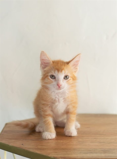 Shelter Stray Male Cat last seen E BROMPTON DR, 8311 Freedom Dr, Pearland, TX 77581, USA