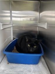 Shelter Stray Male Cat last seen JUIE ANN DR, 8311 Freedom Dr, Pearland, TX 77581, USA