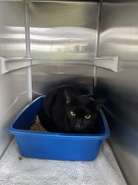 Shelter Stray Male Cat last seen JUIE ANN DR, 8311 Freedom Dr, Pearland, TX 77581, USA