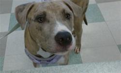 Shelter Stray Unknown Dog last seen Near BLOCK E I 240 SERVICE RD, Oklahoma City, OK 73129