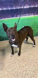 Shelter Stray Female Dog last seen Near BLOCK W 30 CT, Doral, FL 33122