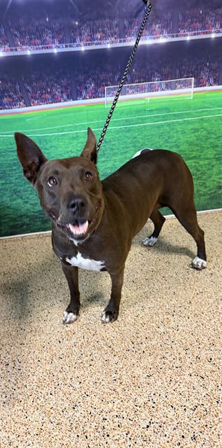 Shelter Stray Female Dog last seen Near BLOCK W 30 CT, Doral, FL 33122