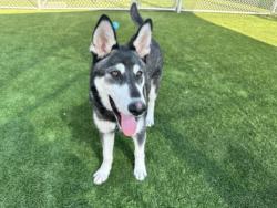 Shelter Stray Male Dog last seen , Los Angeles, CA 90031