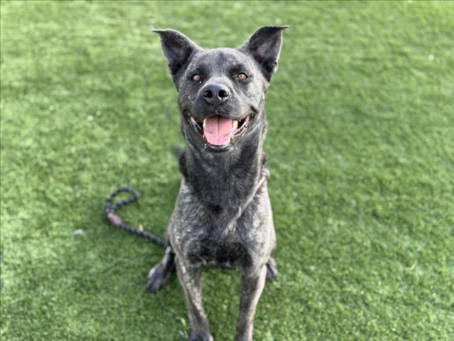 Shelter Stray Male Dog last seen , 3201 Lacy St, Los Angeles, CA 90031, USA