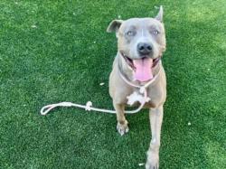 Shelter Stray Male Dog last seen , Los Angeles, CA 90031