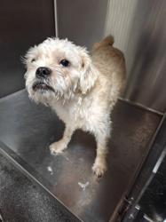 Shelter Stray Male Dog last seen , Los Angeles, CA 90031