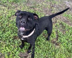 Shelter Stray Female Dog last seen Near BLOCK VIOLET WILLOW LN, Jacksonville, FL 32204