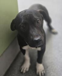 Shelter Stray Male Dog last seen , Los Angeles, CA 90031
