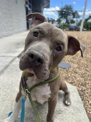 Shelter Stray Male Dog last seen Near BLOCK ANVERS, Jacksonville, FL 32204
