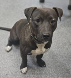 Shelter Stray Male Dog last seen , Los Angeles, CA 90031