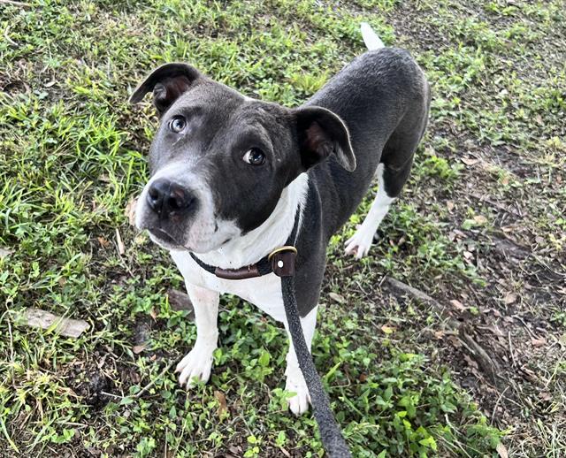 Shelter Stray Female Dog last seen , 2020 Forest St, Jacksonville, FL 32204, USA