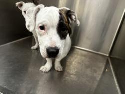 Shelter Stray Female Dog last seen , Los Angeles, CA 90031