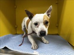 Shelter Stray Female Dog last seen , Los Angeles, CA 90031