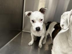Shelter Stray Female Dog last seen , Los Angeles, CA 90031