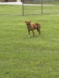 Found/Stray Unknown Dog last seen Price Harris Elementary, Wichita, KS 67206