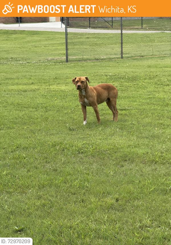 Found/Stray Unknown Dog last seen Price Harris Elementary, Wichita, KS 67206