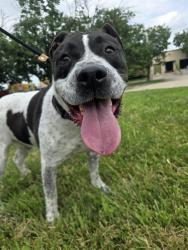 Shelter Stray Male Dog last seen FLORISSANT,63031, 10521 Baur Blvd, Olivette, MO 63132, USA