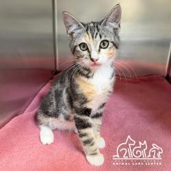 Shelter Stray Female Cat last seen ALTON/JERONIMO, Irvine, CA 92618