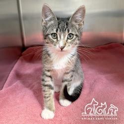 Shelter Stray Male Cat last seen ALTON/JERONIMO, Irvine, CA 92618