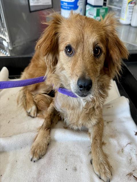 Shelter Stray Female Dog last seen Near BLOCK S LA CADENA, San Bernardino, CA 92401