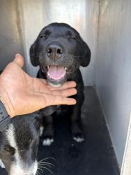 Shelter Stray Male Dog last seen Near BLOCK S ANNA CAROLINE DR, WEST VALLEY CITY UT 84128, 4522 W 3500 S, West Valley City, UT 84120, USA