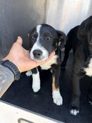 Shelter Stray Male Dog last seen Near BLOCK S ANNA CAROLINE DR, WEST VALLEY CITY UT 84128, 4522 W 3500 S, West Valley City, UT 84120, USA