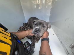 Shelter Stray Female Dog last seen Near BLOCK PAYTON ST, DETROIT MI 48224, 7401 Chrysler Dr, Detroit, MI 48211, USA