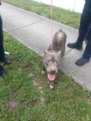 Shelter Stray Male Dog last seen Near BLOCK NW 19 ST, FORT LAUDERDALE FL 33311, Davie, FL 33312