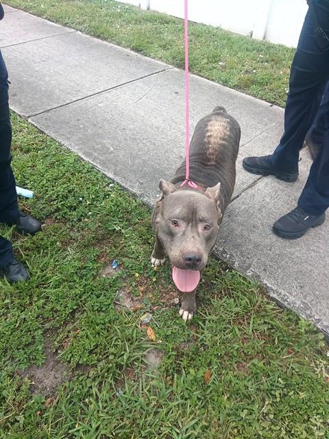 Shelter Stray Male Dog last seen Near BLOCK NW 19 ST, FORT LAUDERDALE FL 33311, Davie, FL 33312