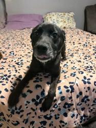 Shelter Stray Female Dog last seen Near BLOCK BARDSTOWN RD #4, 3528 Newburg Rd, Louisville, KY 40218, USA