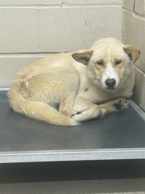 Shelter Stray Female Dog last seen , Shelby, NC 28150