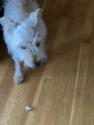 Found/Stray Male Dog last seen Hey 100, Williamson County, TN 37062