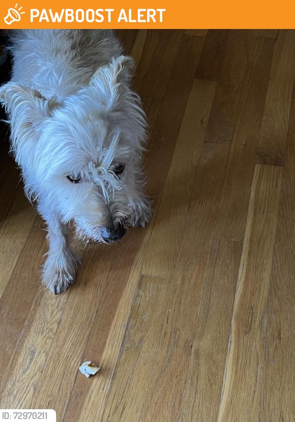 Found/Stray Male Dog last seen Hey 100, Williamson County, TN 37062