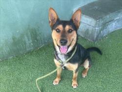 Shelter Stray Male Dog last seen , Los Angeles, CA 91405