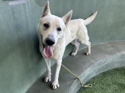 Shelter Stray Male Dog last seen , Los Angeles, CA 91405