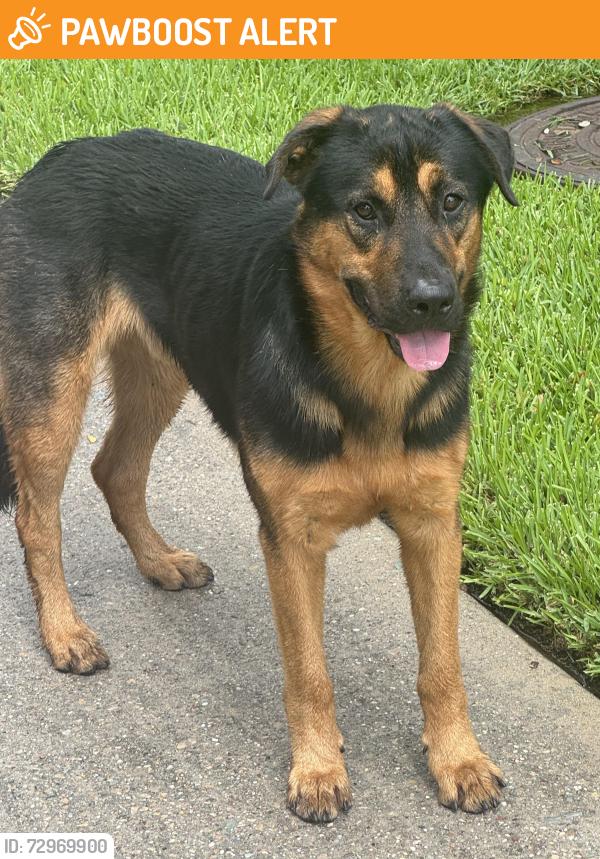Found/Stray Male Dog last seen Heatherland @ Country Walk, Glenn Haven Estates, TX 77379