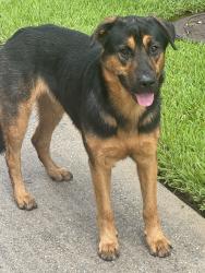 Found/Stray Male Dog last seen Heatherland @ Country Walk, Glenn Haven Estates, TX 77379