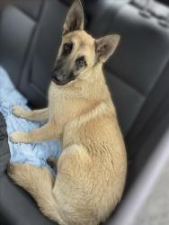 Shelter Stray Female Dog last seen , San Pedro, CA 90731