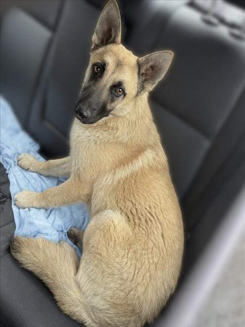 Shelter Stray Female Dog last seen , San Pedro, CA 90731