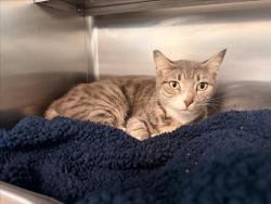 Shelter Stray Female Cat last seen , Los Angeles, CA 91405