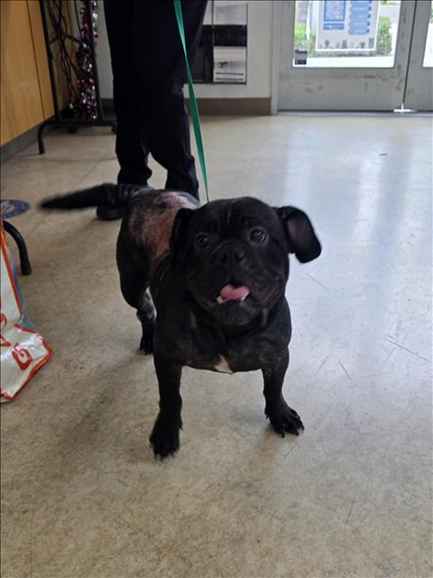 Shelter Stray Female Dog last seen , San Pedro, CA 90731