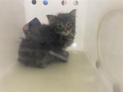Shelter Stray Female Cat last seen Near BLOCK  GREENACRE CT, 3839 W Burnham St, West Milwaukee, WI 53215, USA