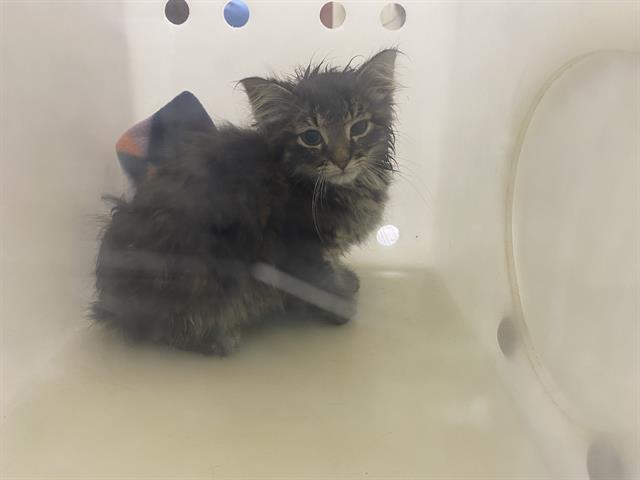 Shelter Stray Female Cat last seen Near BLOCK  GREENACRE CT, 3839 W Burnham St, West Milwaukee, WI 53215, USA