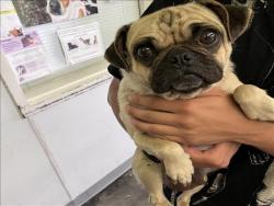 Shelter Stray Female Dog last seen , Los Angeles, CA 90047